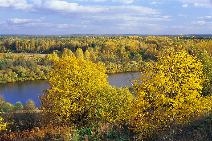 Золотые вязы